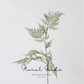 Airy Asparagus Fern Branch