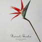 Bird of Paradise Stem – 29.5"