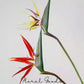 Bird of Paradise Stem – 29.5"