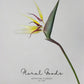 Bird of Paradise Stem – 29.5"