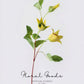 Clematis Bloom Stem – 17.7"
