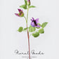 Clematis Bloom Stem – 17.7"