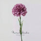 Classic Carnation Stem – 20"