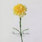 Classic Carnation Stem – 20"