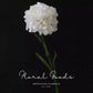Classic Carnation Stem – 20"