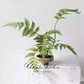 Classic Fern Spray – 31.5"