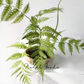 Classic Fern Spray – 31.5"