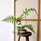 Classic Fern Spray – 31.5"
