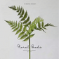Classic Fern Spray – 31.5"