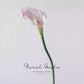 Classic Calla Lily Stem – 26"