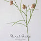 Delicate Fritillaria Spray – 22"