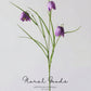 Delicate Fritillaria Spray – 22"