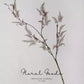 Feathery Asparagus Branch – 36"
