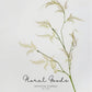 Feathery Asparagus Branch – 36"