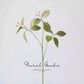 Variegated Ficus Branch – 29.5"
