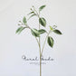Variegated Ficus Branch – 29.5"