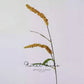 Foxtail Grass Stem – 30"