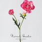 Garden Ranunculus Stem – 23.6"