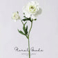 Garden Ranunculus Stem – 23.6"