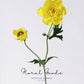 Garden Ranunculus Stem – 23.6"