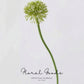 Globe Allium Stem – 33.5"