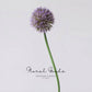 Globe Allium Stem – 33.5"