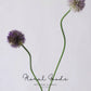 Globe Allium Stem – 33.5"