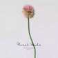 Globe Allium Stem – 33.5"