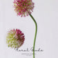 Globe Allium Stem – 33.5"