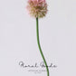Globe Allium Stem – 33.5"