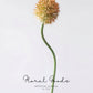 Globe Allium Stem – 33.5"