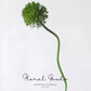 Globe Allium Stem – 33.5"