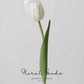 Graceful Tulip Stem  – 19"