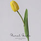 Graceful Tulip Stem  – 19"