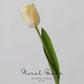 Graceful Tulip Stem  – 19"