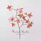 Japanese Maple Branch
