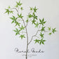Japanese Maple Branch