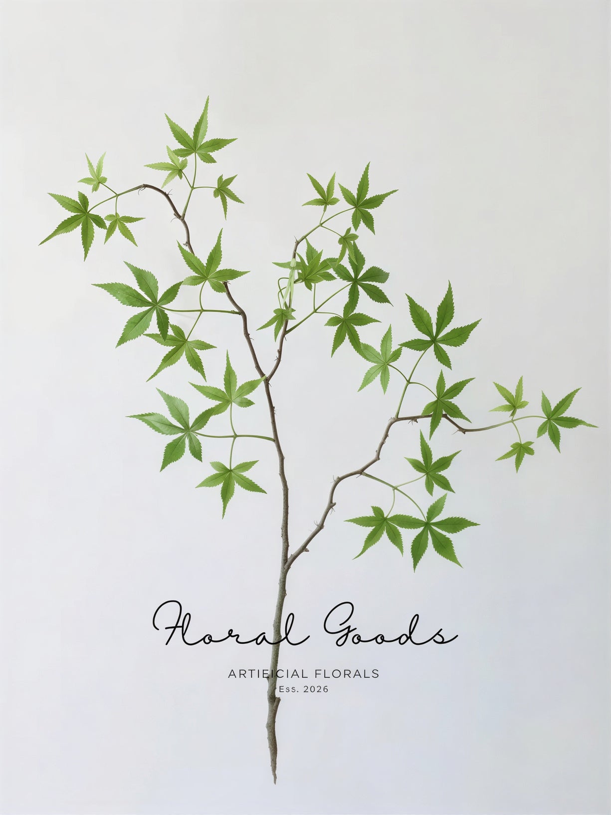 Japanese Maple Branch