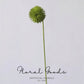 Modern Globe Thistle Stem – 17"