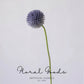 Modern Globe Thistle Stem – 17"