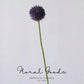 Modern Globe Thistle Stem – 17"
