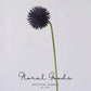 Modern Globe Thistle Stem – 17"
