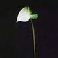 Modern Anthurium Stem – 24"