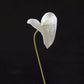 Modern Anthurium Stem – 24"