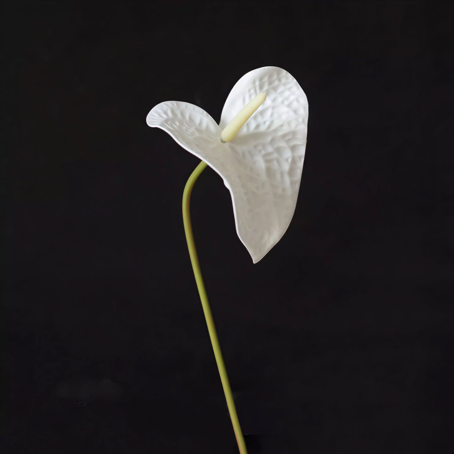 Modern Anthurium Stem – 24"