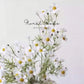 Meadow Cosmos Spray – 17"