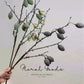 Wild Olive Branch Stem – 33.5"