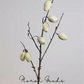 Wild Olive Branch Stem – 33.5"