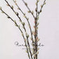 Pussy Willow Branch – 32"