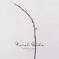 Pussy Willow Branch – 32"